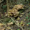 A big crowd of mushrooms, The Witchfinder General at Framlingham Castle, Suffolk - 26th October 2024