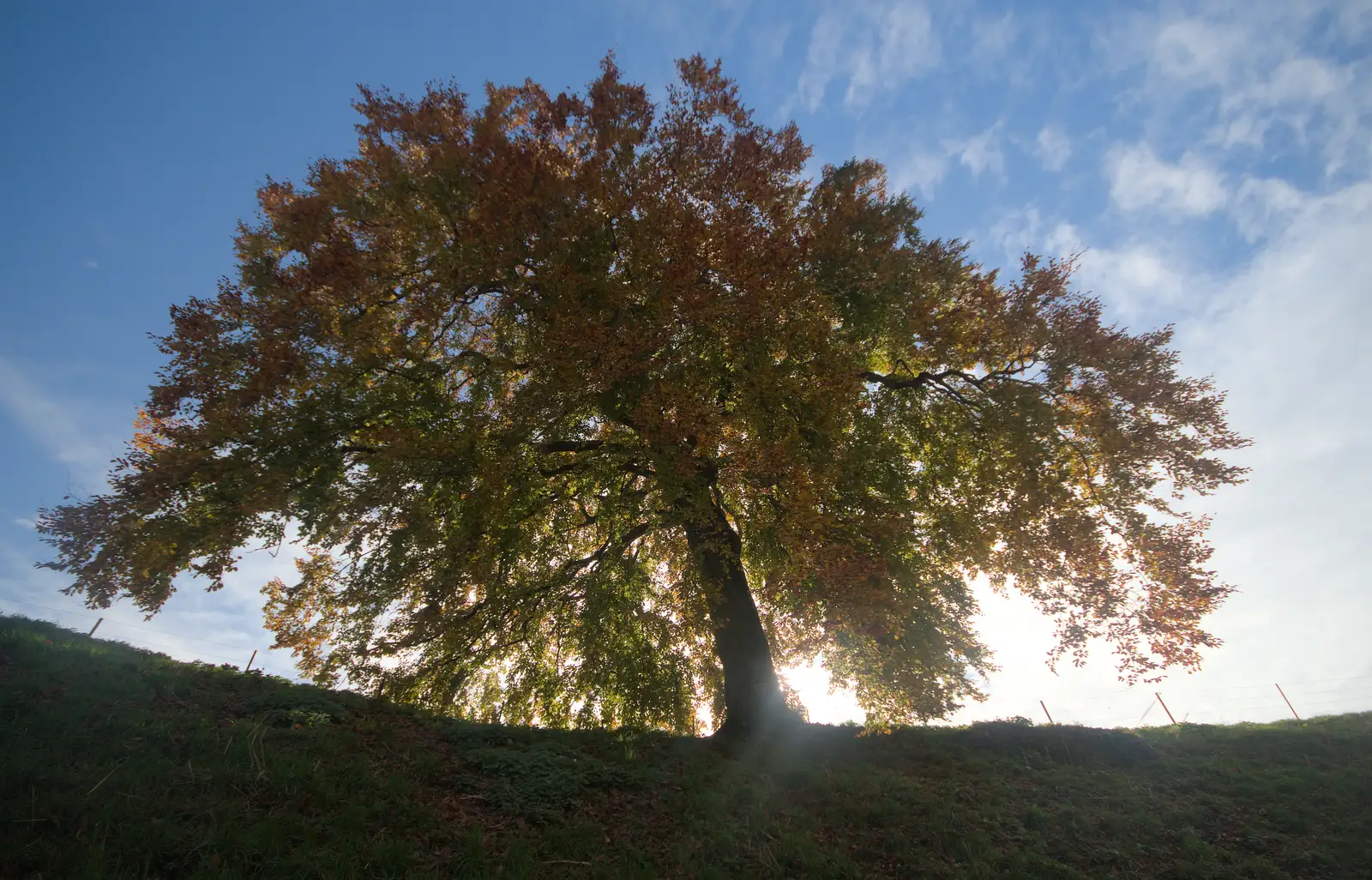 The sun behind the chestnut tree, from The Witchfinder General at Framlingham Castle, Suffolk - 26th October 2024