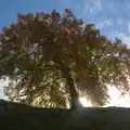 The sun behind the chestnut tree, The Witchfinder General at Framlingham Castle, Suffolk - 26th October 2024