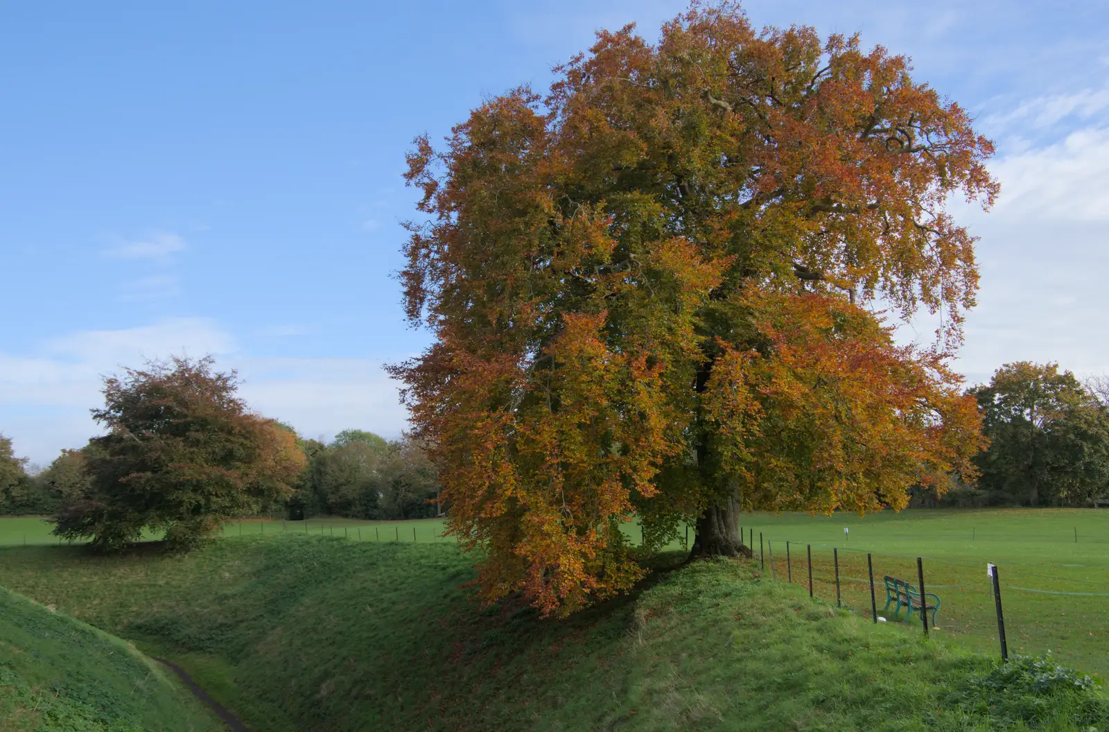 An impressive autumnal chestnut tree, from The Witchfinder General at Framlingham Castle, Suffolk - 26th October 2024