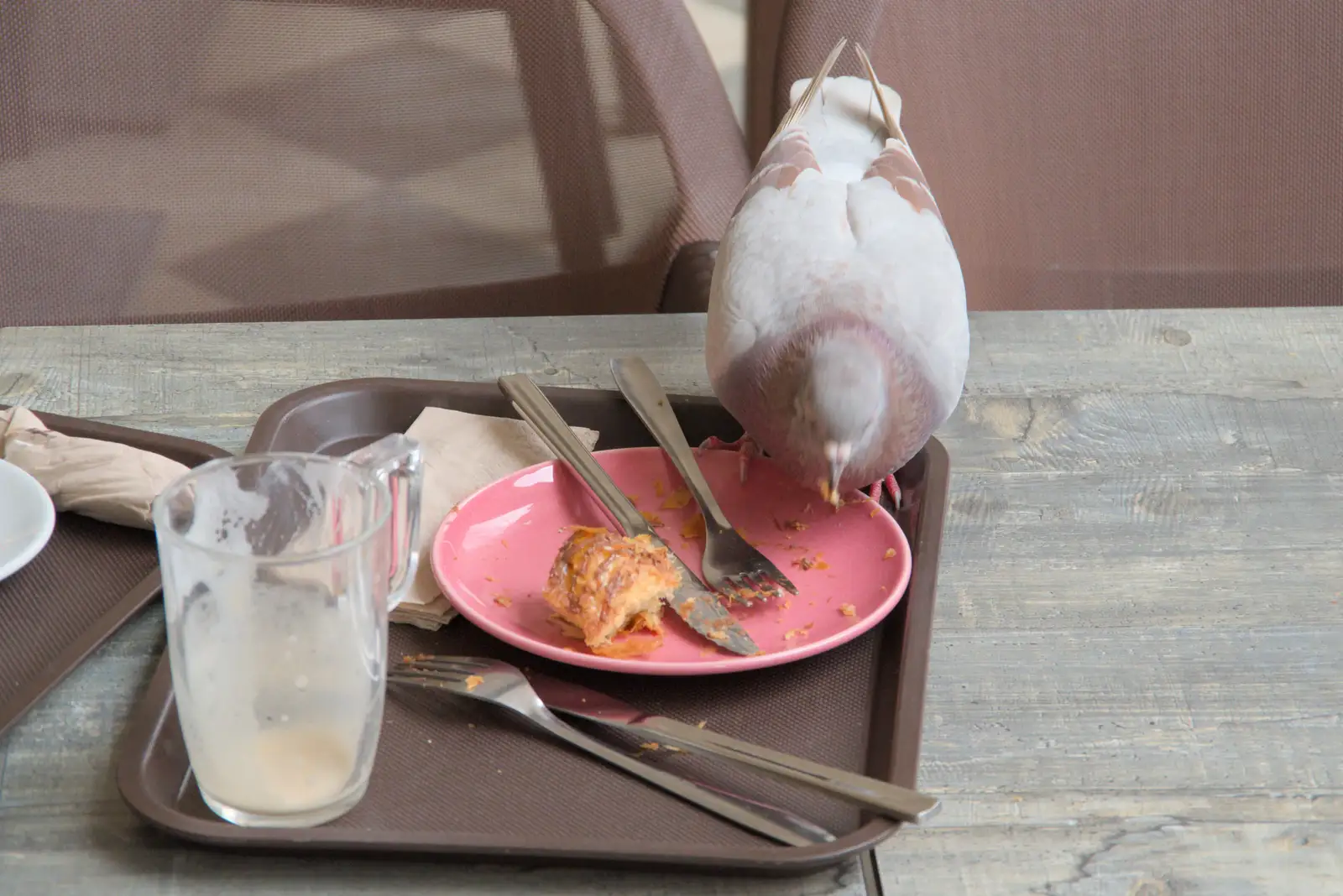 A pigeon gets some fancy scraps, from A Return to Girona, Catalunya, Spain - 29th October 2024