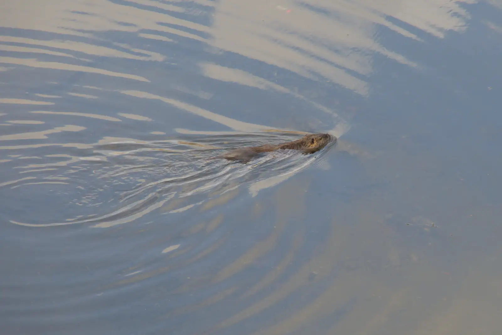 A Nutria - a type of coypu - swims around, from A Return to Girona, Catalunya, Spain - 29th October 2024