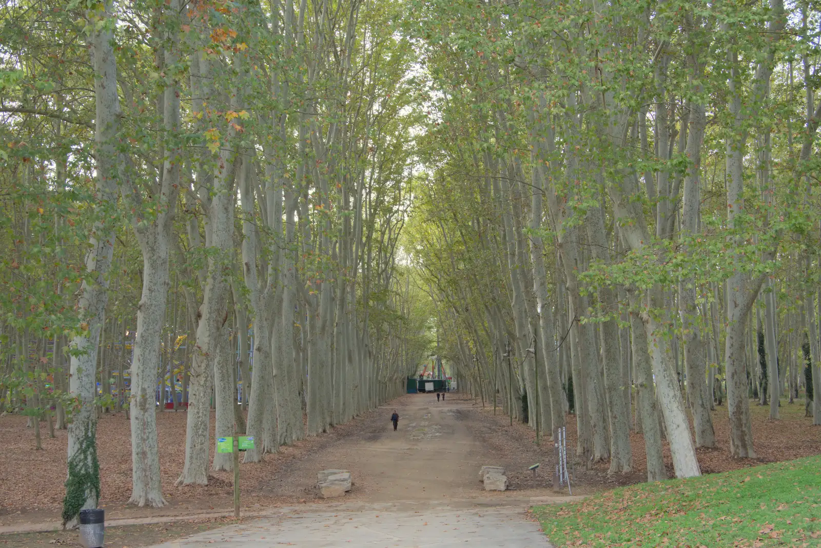 Giant trees in Parc de la Devesa, from A Return to Girona, Catalunya, Spain - 29th October 2024