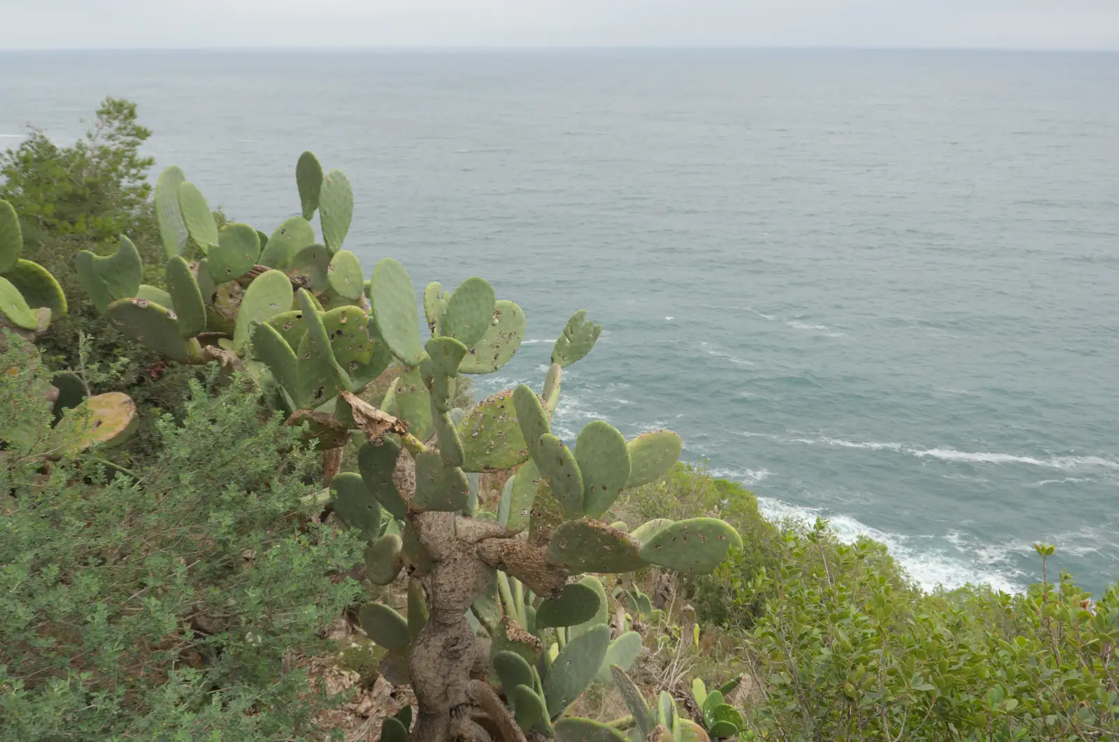 A giant Prickly Pear cactus on the clifftop, from A Postcard From Tossa de Mar, Catalunya, Spain - 30th October 2024