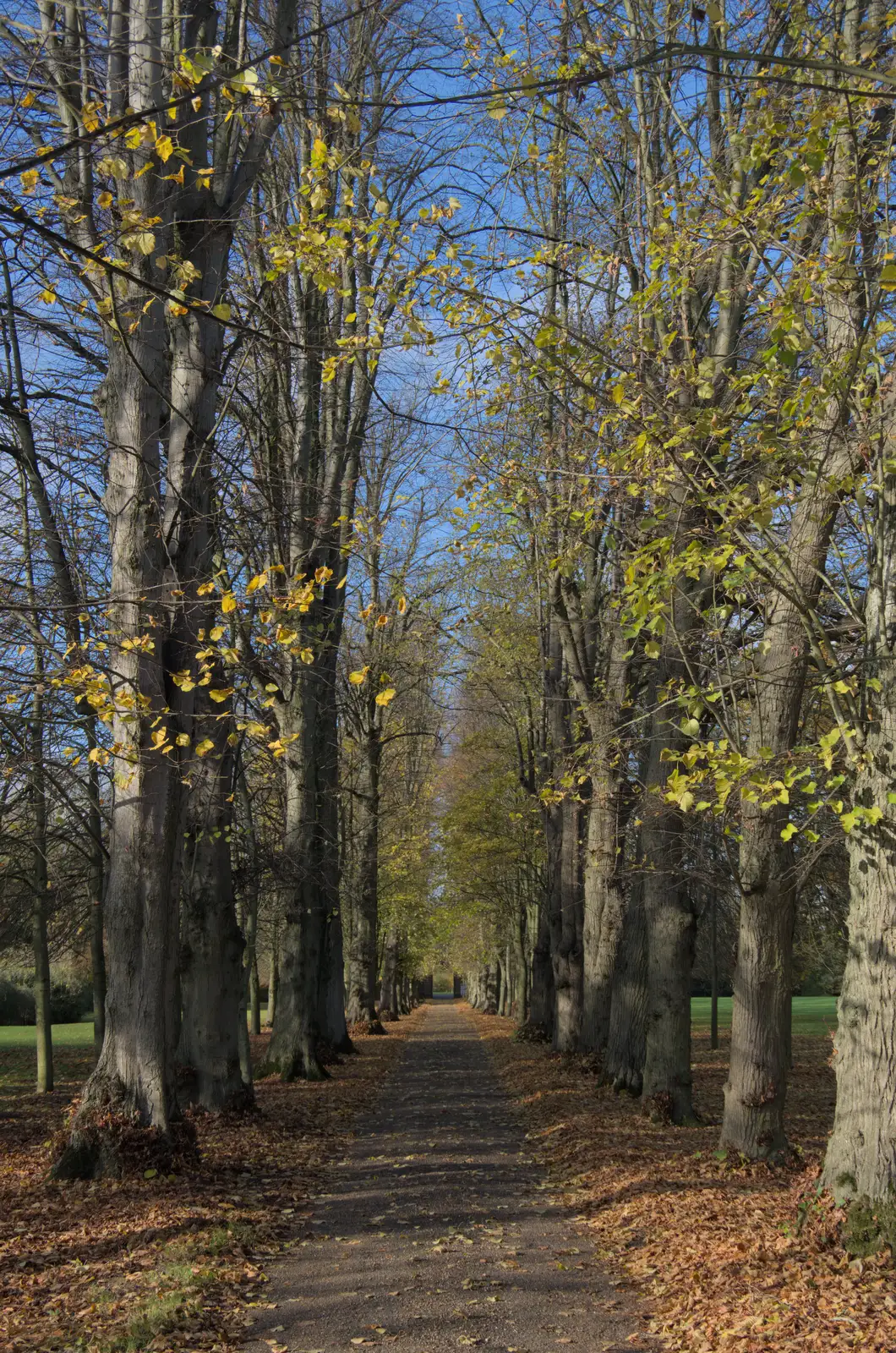 The leaves have nearly gone on the Oaksmere's drive, from A Pub Walk to Ampersand, Diss, Norfolk - 17th November 2024