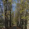 The leaves have nearly gone on the Oaksmere's drive, A Pub Walk to Ampersand, Diss, Norfolk - 17th November 2024