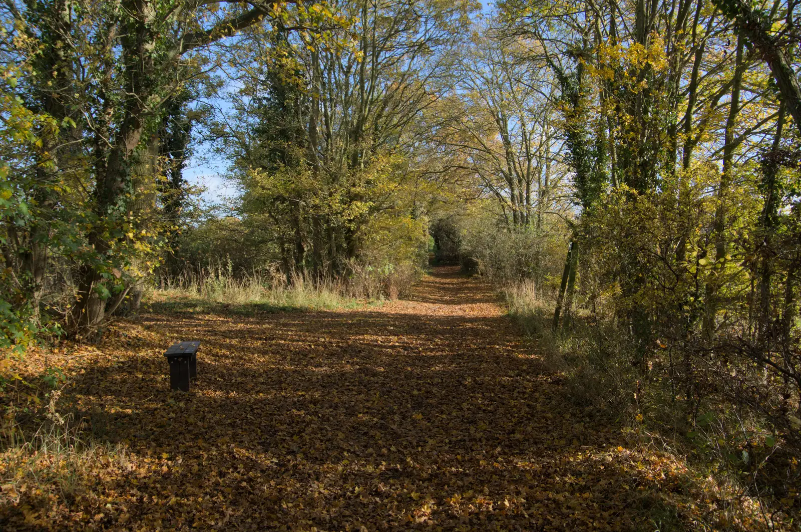 Miller's Lane turns out to be a nice walk , from A Pub Walk to Ampersand, Diss, Norfolk - 17th November 2024