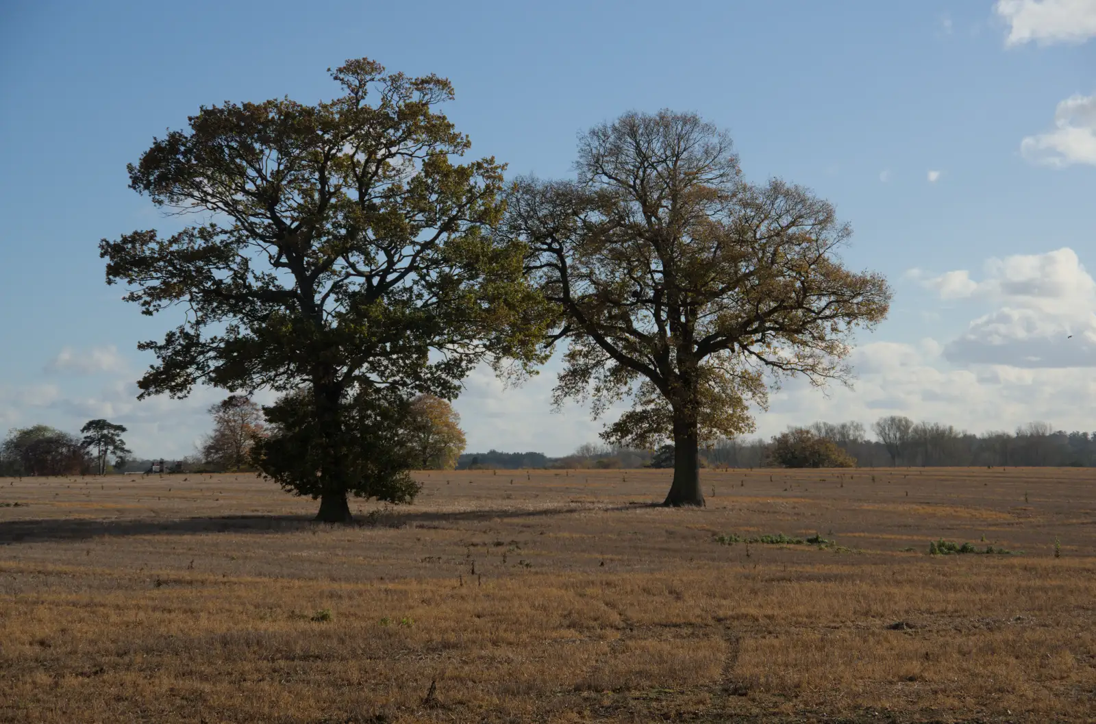 A pair of trees in a field, from A Pub Walk to Ampersand, Diss, Norfolk - 17th November 2024