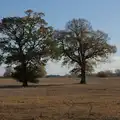 A pair of trees in a field, A Pub Walk to Ampersand, Diss, Norfolk - 17th November 2024