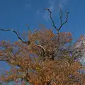 Dead tree branches, A Pub Walk to Ampersand, Diss, Norfolk - 17th November 2024