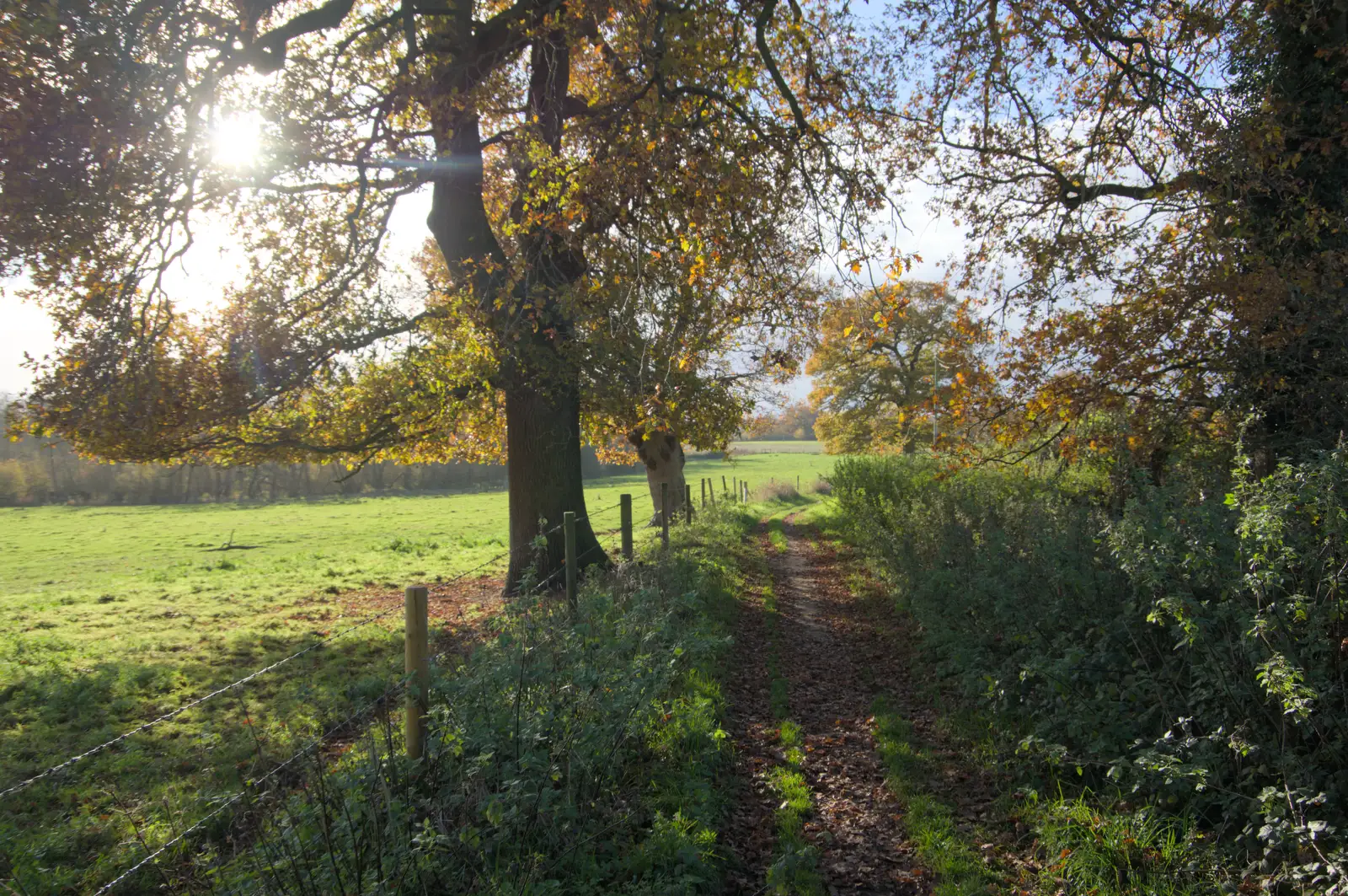 The sun shines through the trees near Frenze Beck, from A Pub Walk to Ampersand, Diss, Norfolk - 17th November 2024