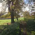 The sun shines through the trees near Frenze Beck, A Pub Walk to Ampersand, Diss, Norfolk - 17th November 2024