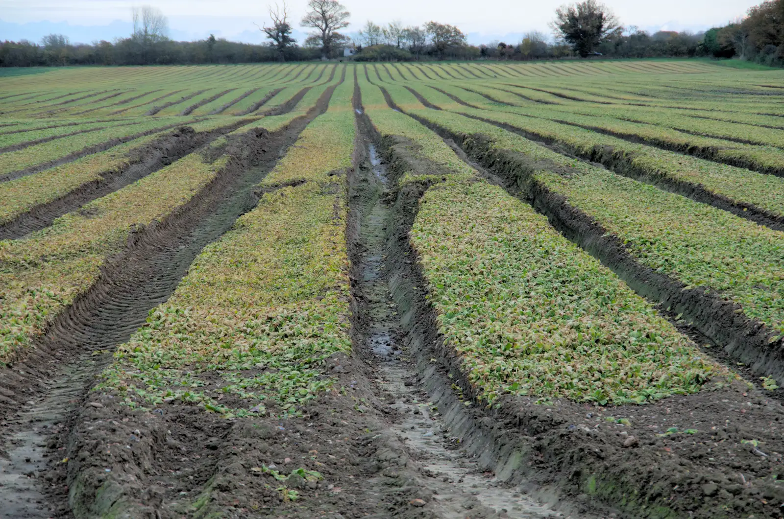 Deep drainage ditches in a field, from A Pub Walk to Ampersand, Diss, Norfolk - 17th November 2024