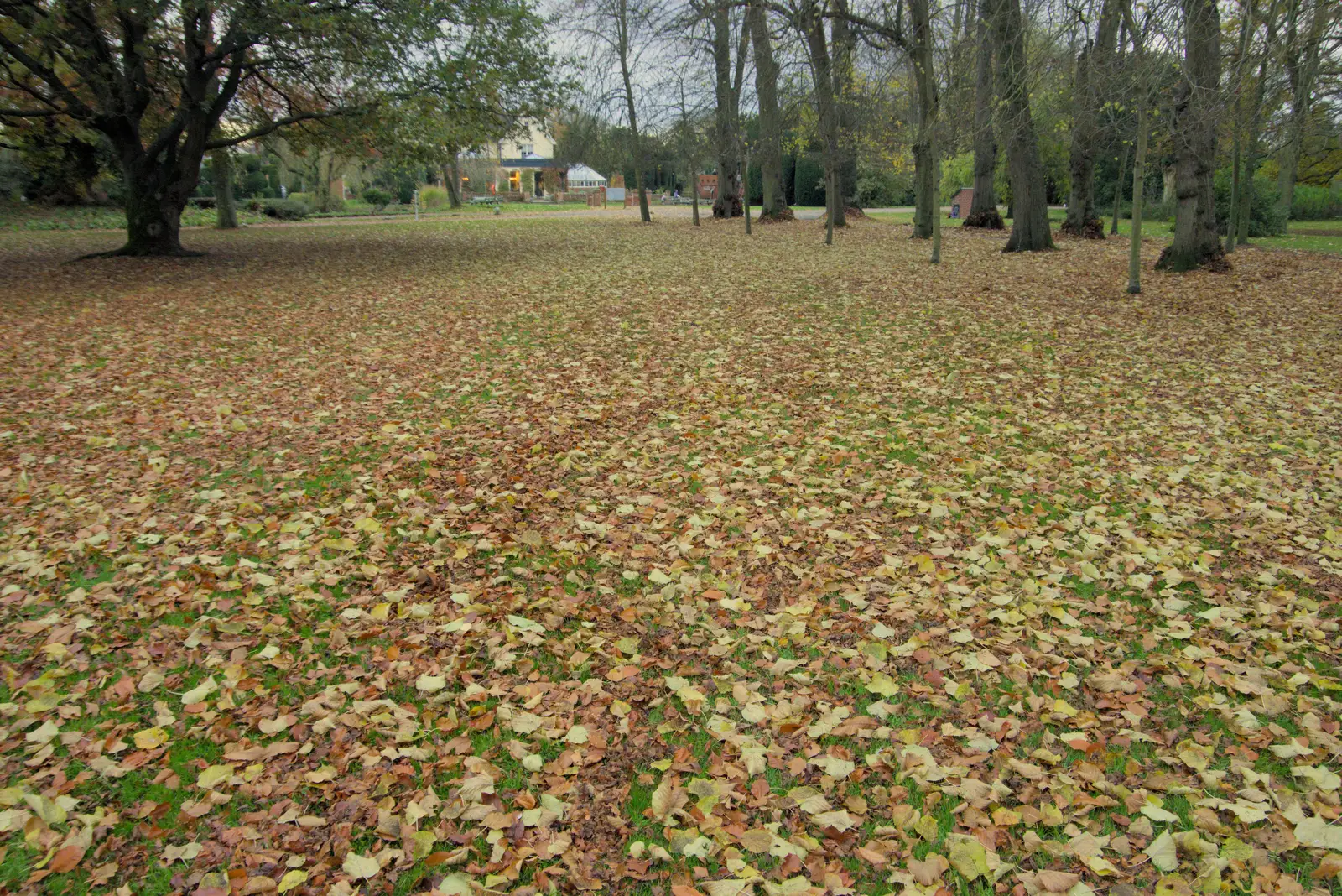 A carpet of golden leaves at the Oaksmere, from A Pub Walk to Ampersand, Diss, Norfolk - 17th November 2024