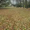 A carpet of golden leaves at the Oaksmere, A Pub Walk to Ampersand, Diss, Norfolk - 17th November 2024