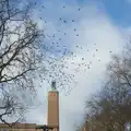 An explosion of birds wheel over the market, Another Christmas Shopping Day, Norwich, Norfolk - 14th December 2024