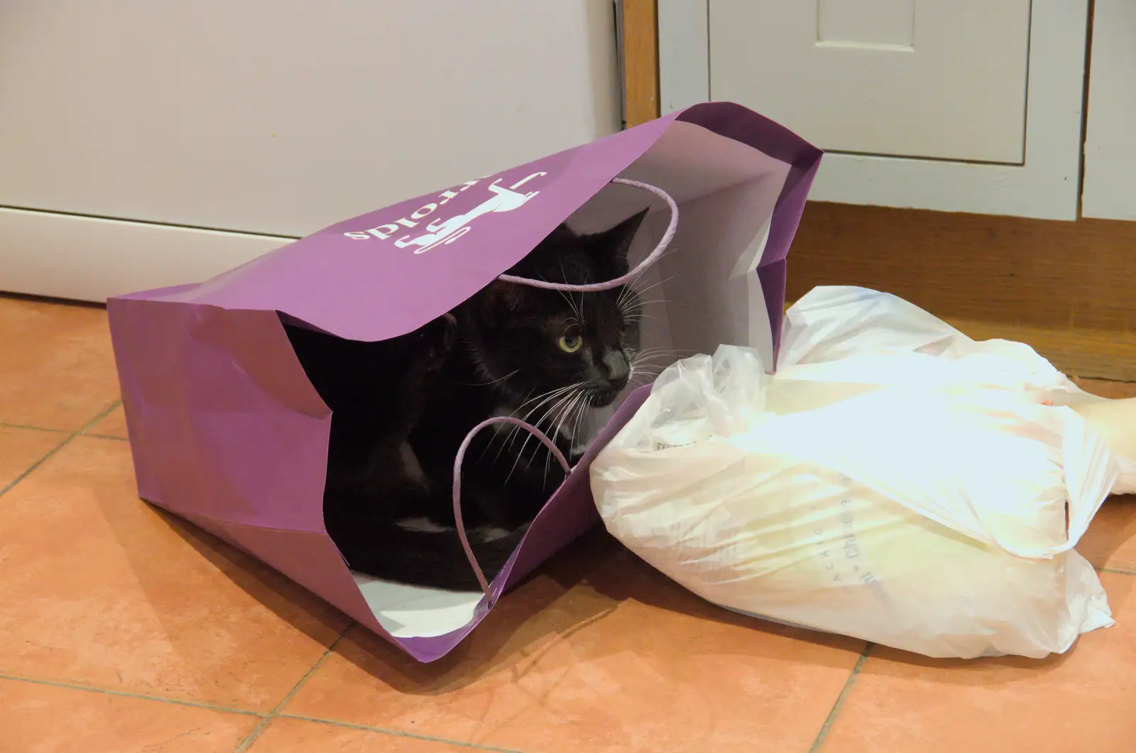 Lucy - One-eyed Cat - finds a bag , from Another Christmas Shopping Day, Norwich, Norfolk - 14th December 2024