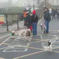 There are a lot of dogs out for walks, St. Stephen's Day in Blackrock, County Dublin, Ireland - 26th December 2024