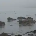 Lots of swimmers bob around in the sea, St. Stephen's Day in Blackrock, County Dublin, Ireland - 26th December 2024