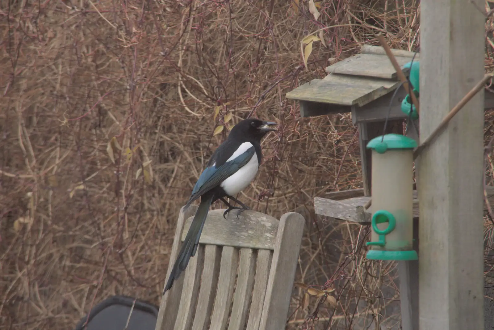 A magpie steals something, from St. Stephen's Day in Blackrock, County Dublin, Ireland - 26th December 2024