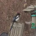 A magpie steals something, St. Stephen's Day in Blackrock, County Dublin, Ireland - 26th December 2024