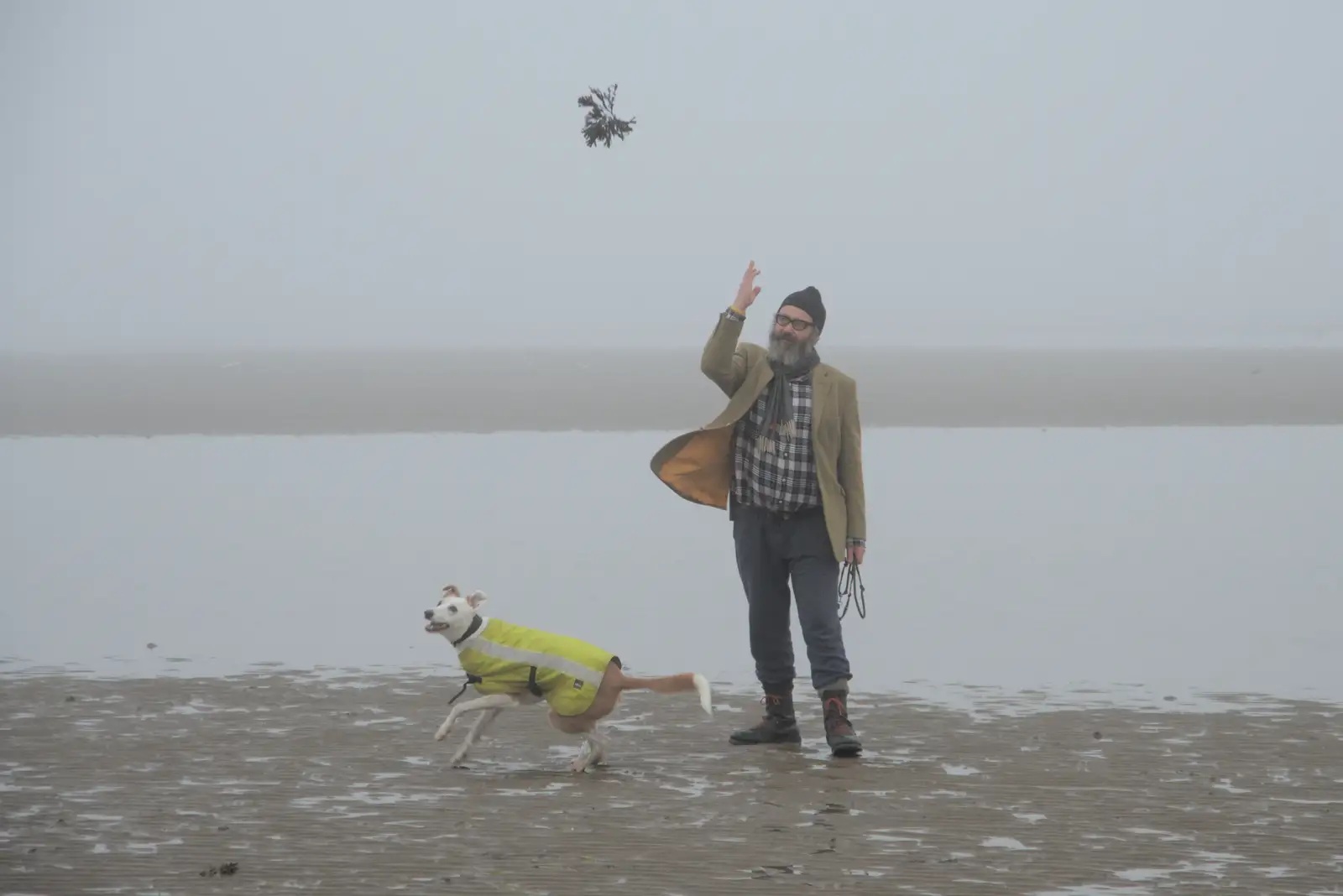 Noddy flings some seaweed around, from St. Stephen's Day in Blackrock, County Dublin, Ireland - 26th December 2024