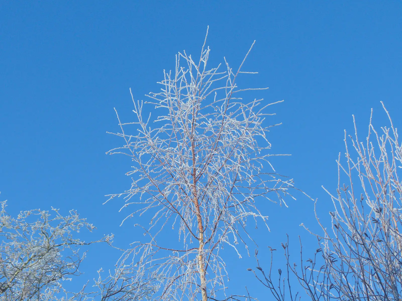 White trees in a blue sky, from Dove Players do Treasure Island, The Village Hall, Occold - 11th January 2025