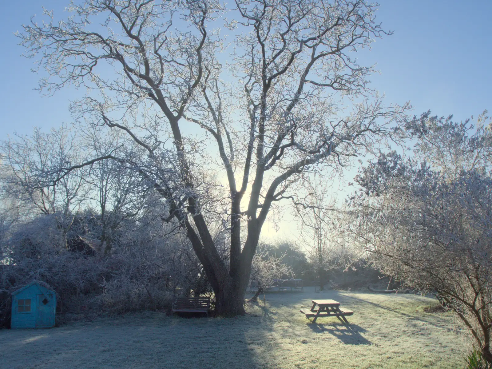 The walnut tree is frosted white, from Dove Players do Treasure Island, The Village Hall, Occold - 11th January 2025