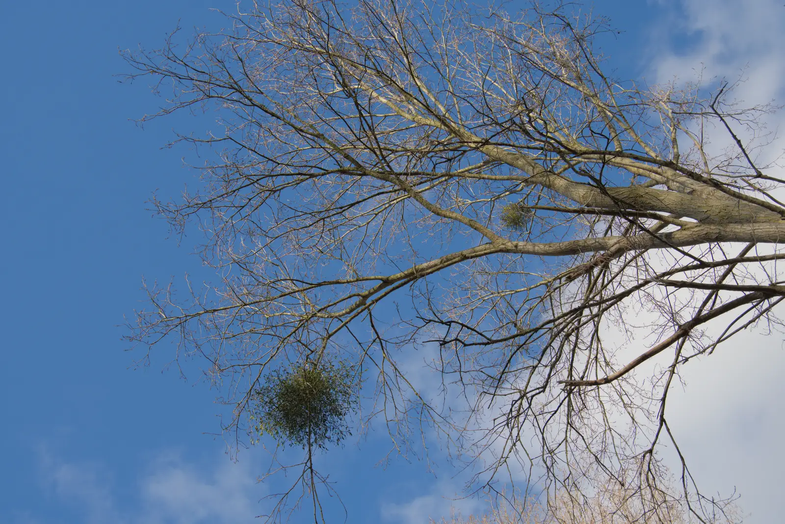 Balls of mistletoe, from The Demolition of Park Road, Diss, Norfolk - 1st February 2025