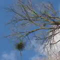 Balls of mistletoe, The Demolition of Park Road, Diss, Norfolk - 1st February 2025