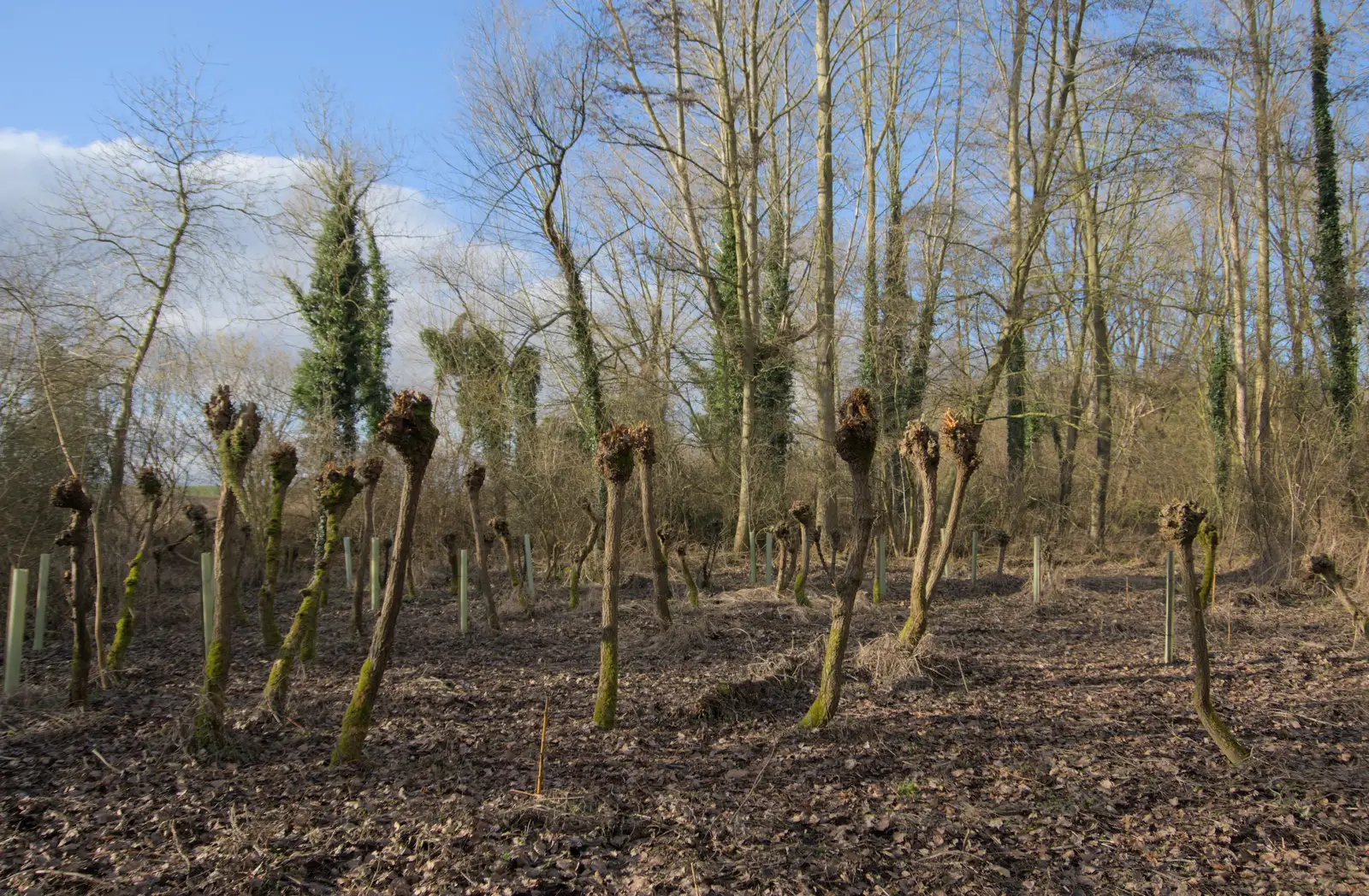 Curious clubbed trees in the Town Moor woods, from The Demolition of Park Road, Diss, Norfolk - 1st February 2025