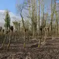 Curious clubbed trees in the Town Moor woods, The Demolition of Park Road, Diss, Norfolk - 1st February 2025