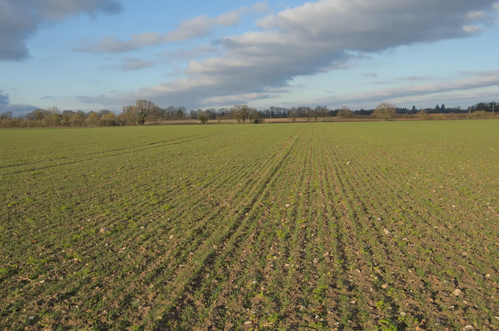 Straight rows of winter wheat, from The Demolition of Park Road, Diss, Norfolk - 1st February 2025