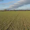 Straight rows of winter wheat, The Demolition of Park Road, Diss, Norfolk - 1st February 2025