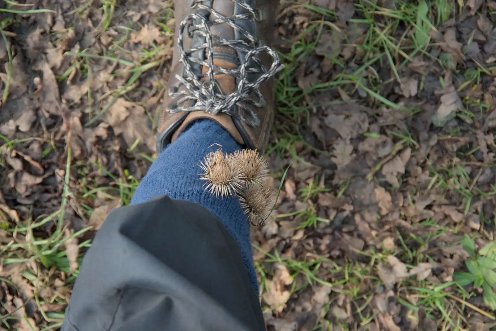 There are sticky burrs stuck to a walking sock, from A Pub Walk to the Railway Tavern, Mellis, Suffolk - 9th February 2025