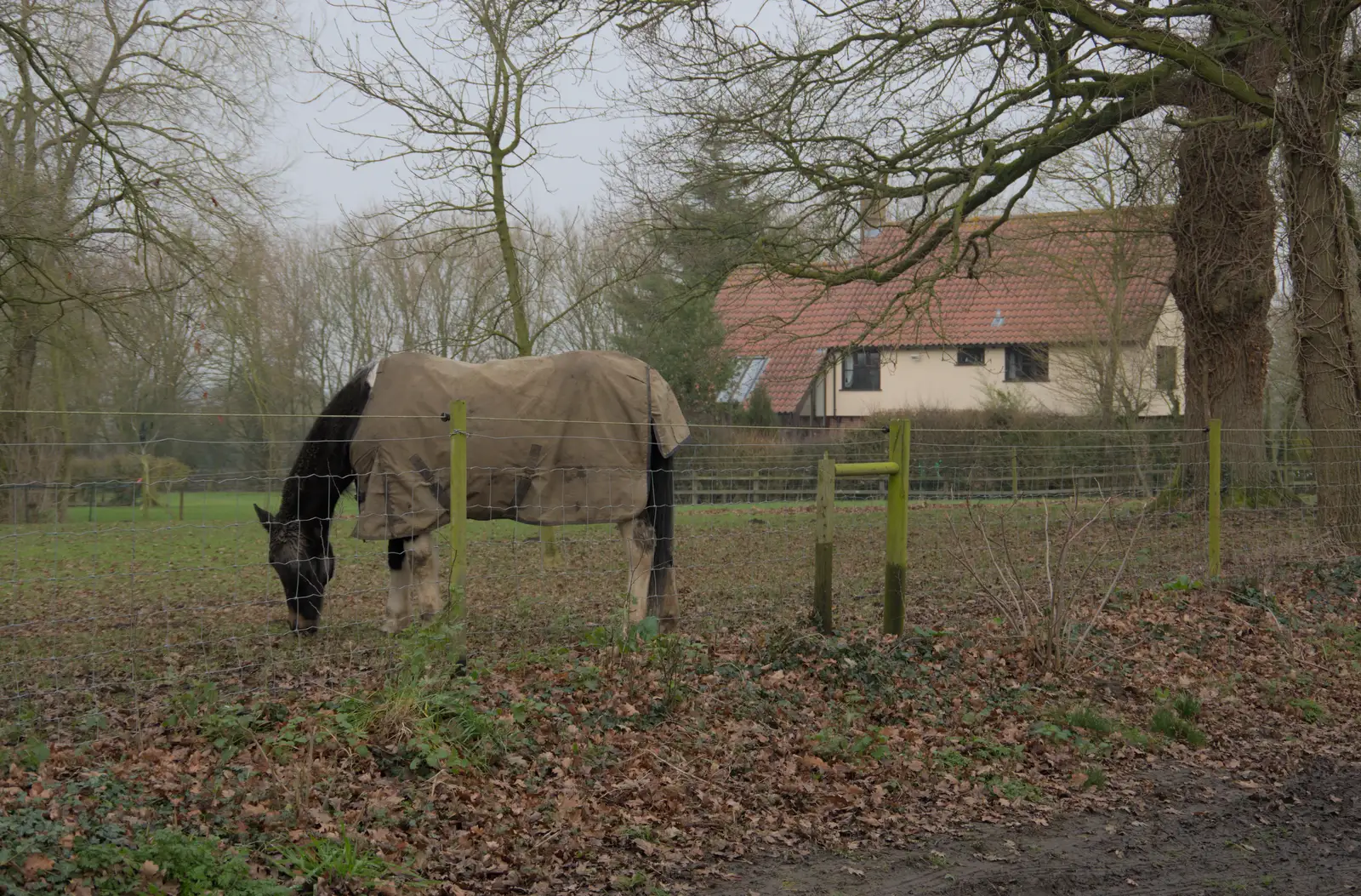 A horse in a field in Thrandeston, from A Pub Walk to the Railway Tavern, Mellis, Suffolk - 9th February 2025