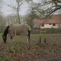 A horse in a field in Thrandeston, A Pub Walk to the Railway Tavern, Mellis, Suffolk - 9th February 2025