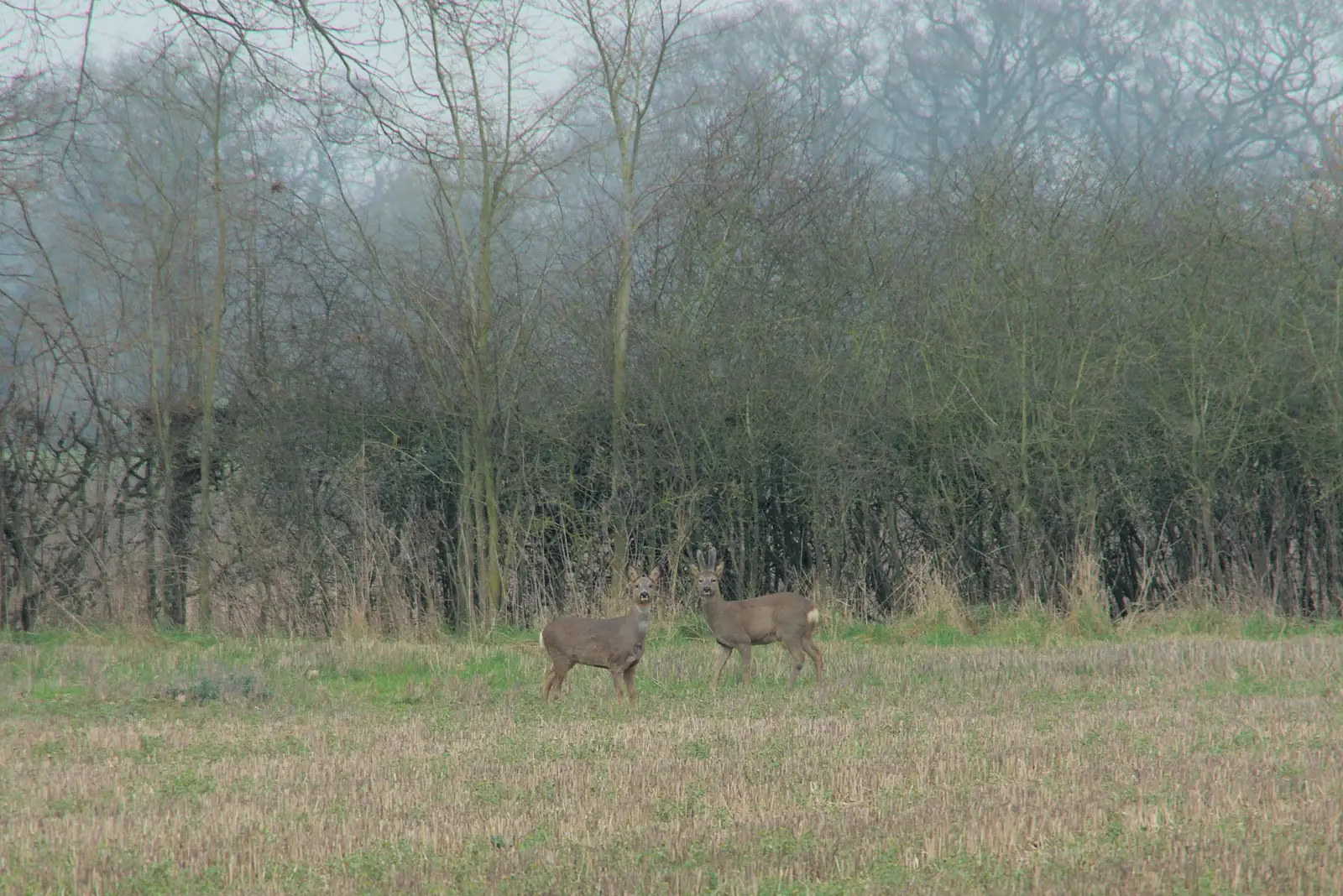 Some deer watch us warily, from A Pub Walk to the Railway Tavern, Mellis, Suffolk - 9th February 2025