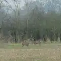 Some deer watch us warily, A Pub Walk to the Railway Tavern, Mellis, Suffolk - 9th February 2025