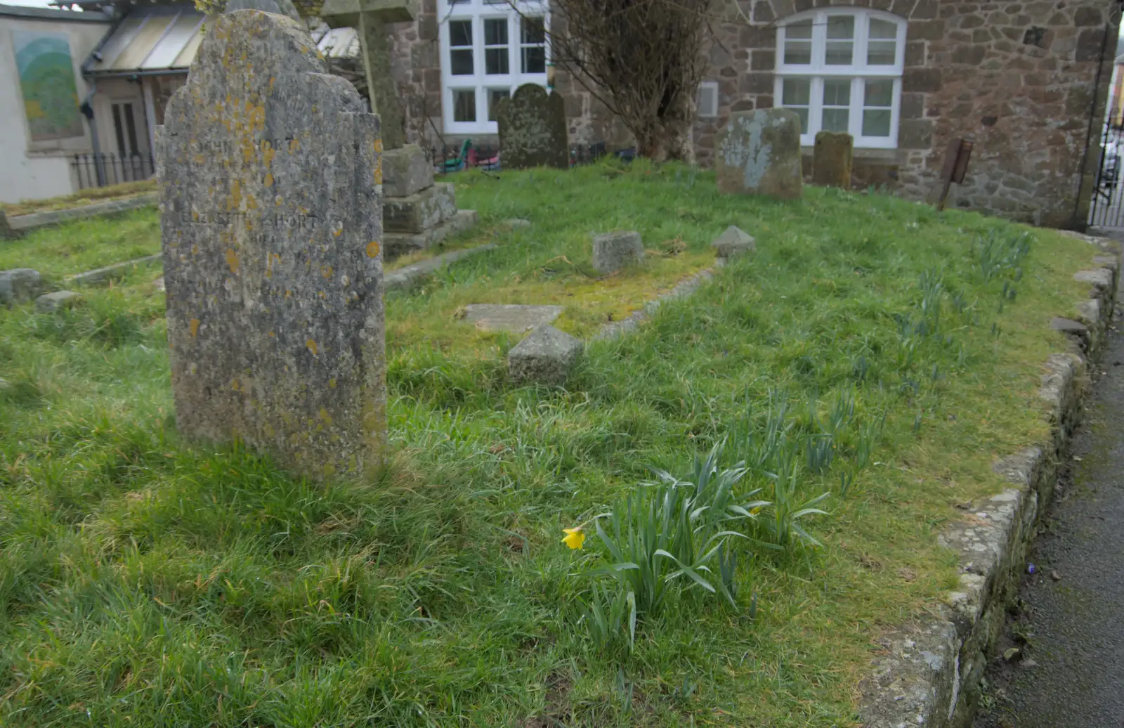 The first daffodil of spring, from A Return to Chagford, Devon - 16th February 2025