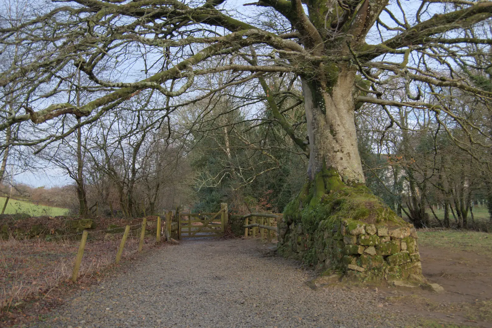 An impressive tree over the footpath, from A Return to Chagford, Devon - 16th February 2025