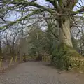 An impressive tree over the footpath, A Return to Chagford, Devon - 16th February 2025