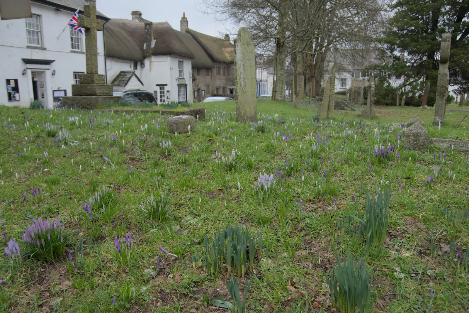 The churchyard is a carpet of crocuses, from A Return to Chagford, Devon - 16th February 2025