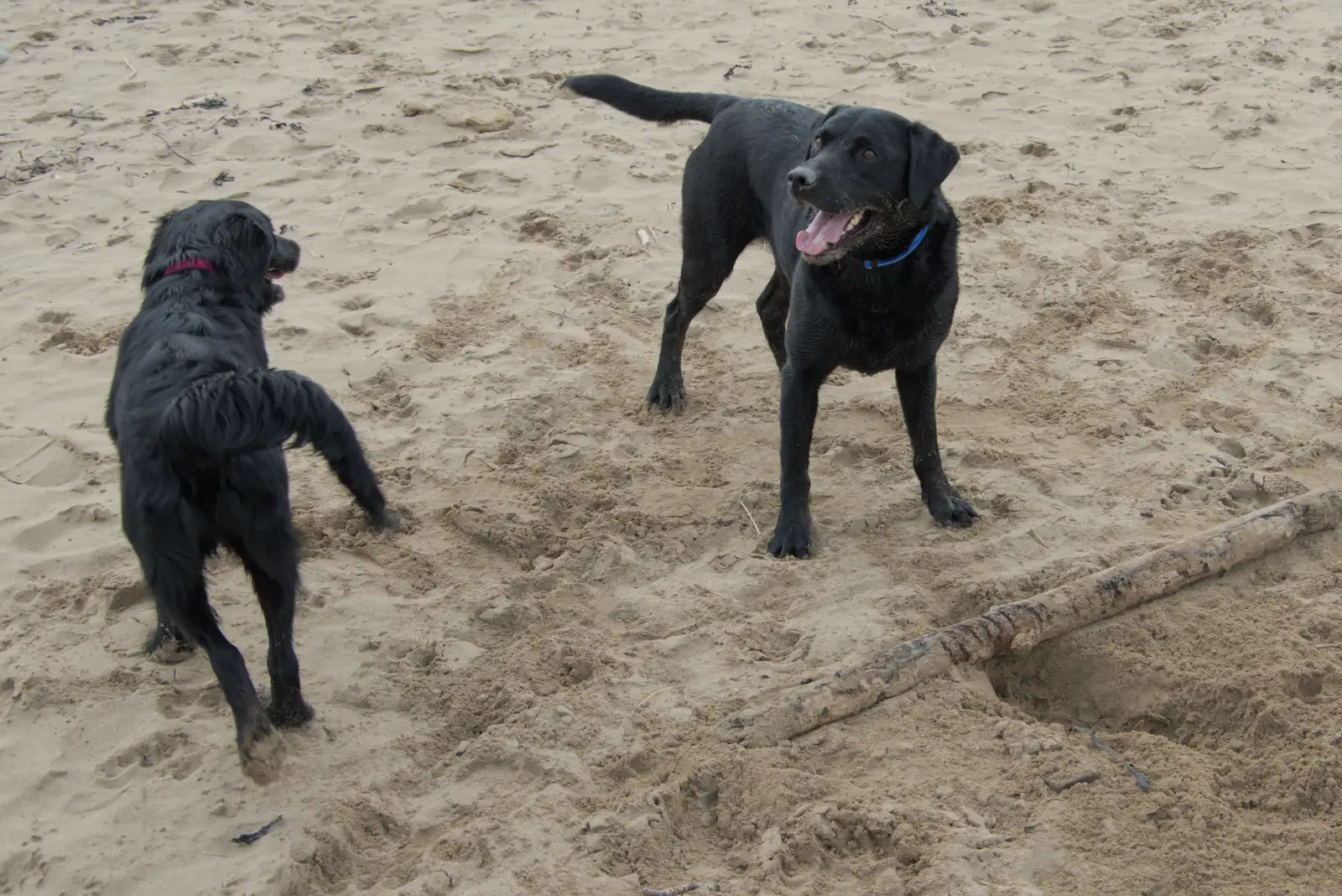 Gertie and Doug Dog on the beach, from A Return to Chagford, Devon - 16th February 2025