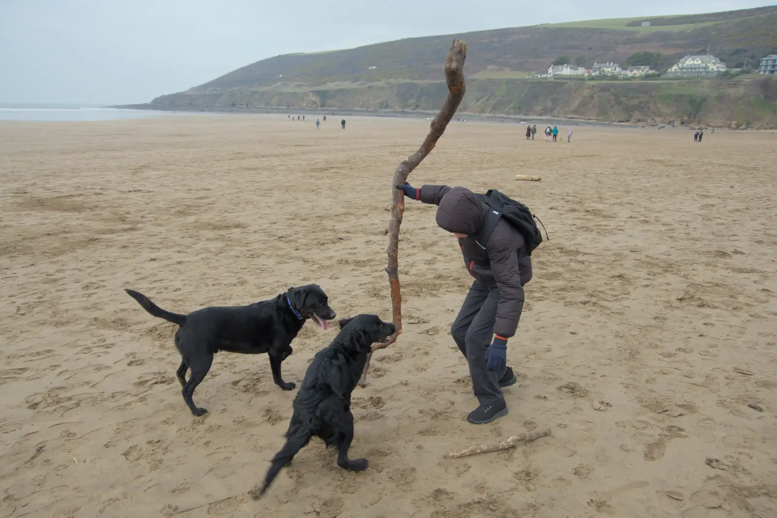 Harry's found a big stick, from A Return to Chagford, Devon - 16th February 2025