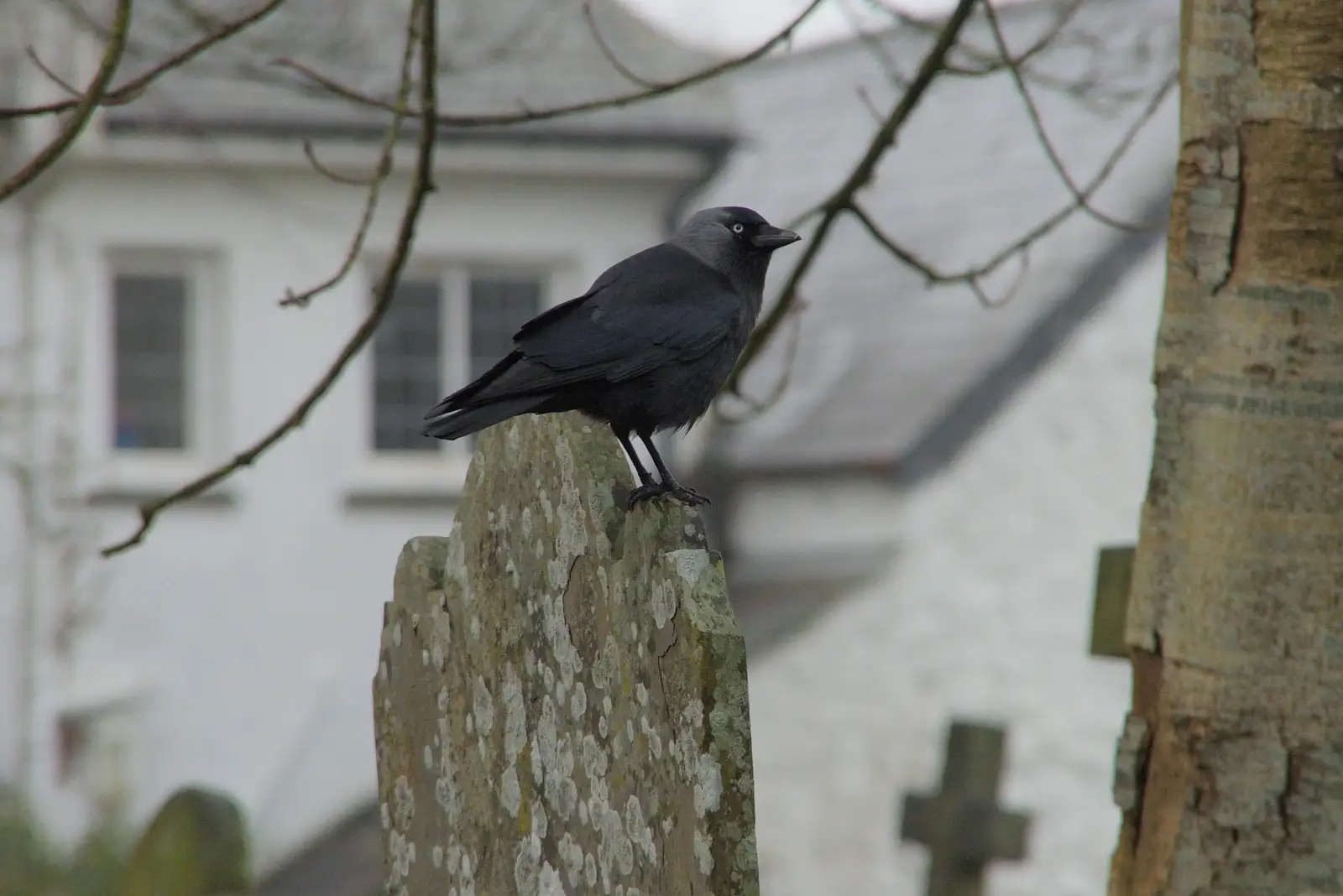 A jackdaw in St. Michael's churchyard, from Uni: A Return to Plymouth Polytechnic, Devon - 17th Februry 2025