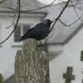 A jackdaw in St. Michael's churchyard, Uni: A Return to Plymouth Polytechnic, Devon - 17th Februry 2025