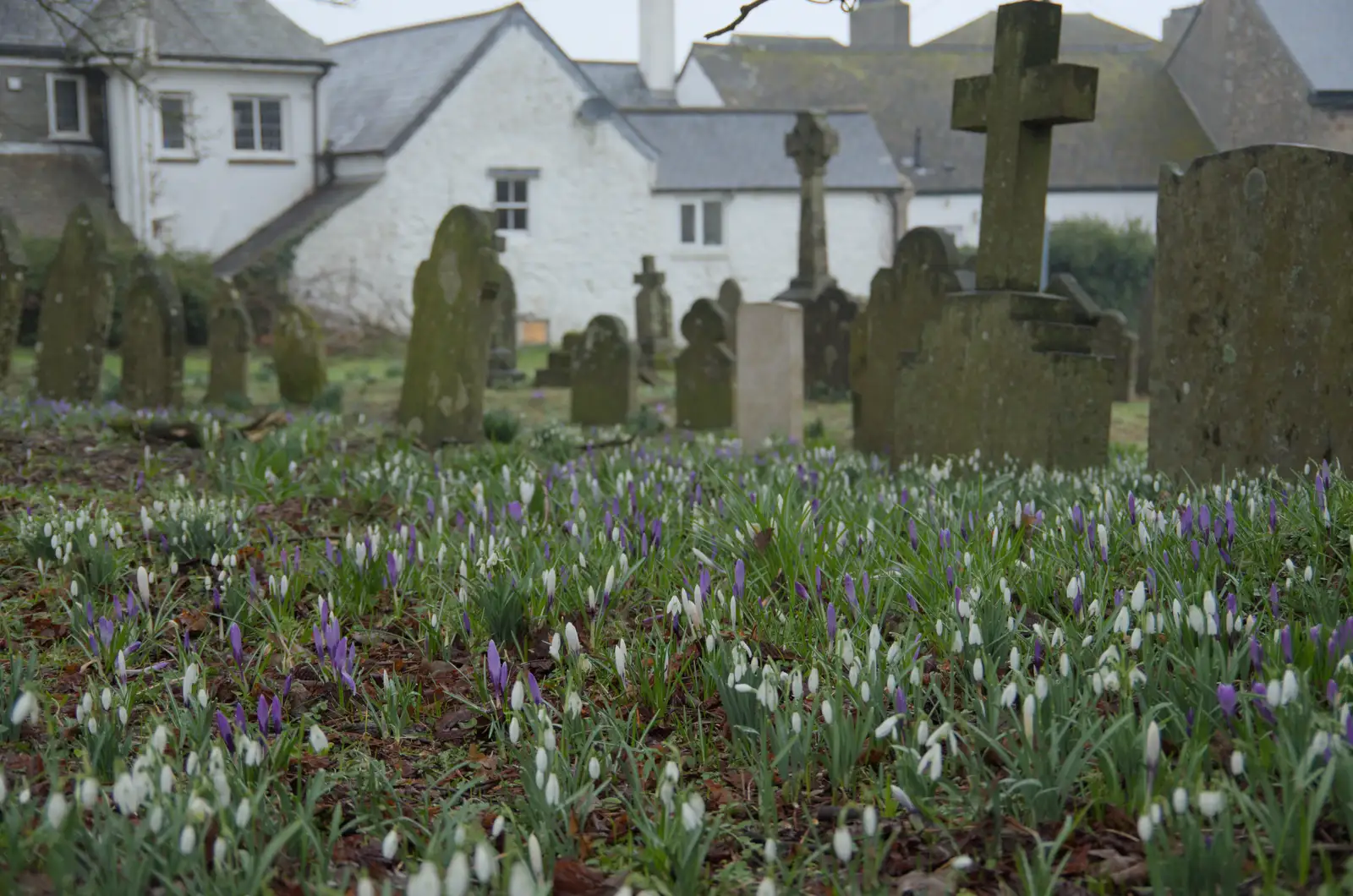 A carpet of crocuses in the churchyard, from Uni: A Return to Plymouth Polytechnic, Devon - 17th Februry 2025