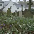 A carpet of crocuses in the churchyard, Uni: A Return to Plymouth Polytechnic, Devon - 17th Februry 2025