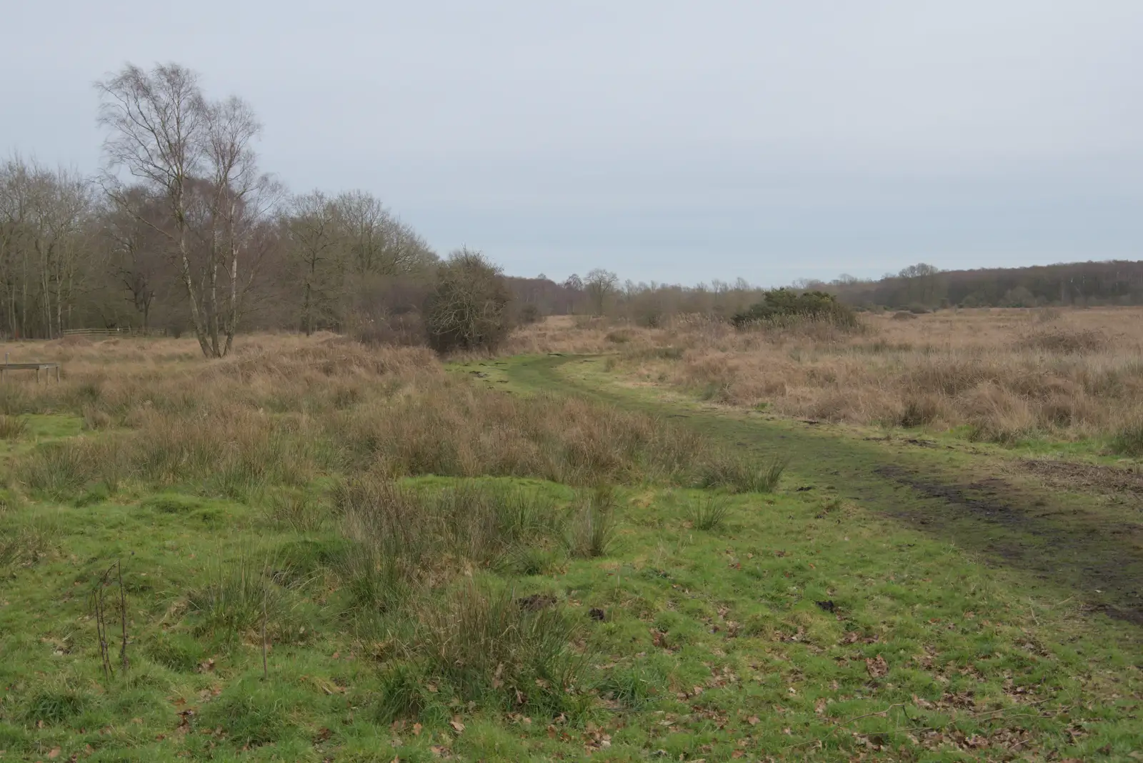 Redgrave and Lopham fen, from A Walk around Redgrave and Lopham Fen, Redgrave, Suffolk - 23rd February 2025